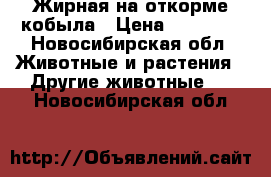 Жирная на откорме кобыла › Цена ­ 70 000 - Новосибирская обл. Животные и растения » Другие животные   . Новосибирская обл.